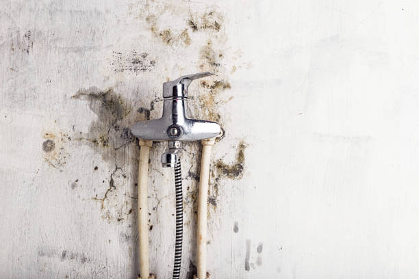 Best Mold Remediation  in Indian Head Park, IL
