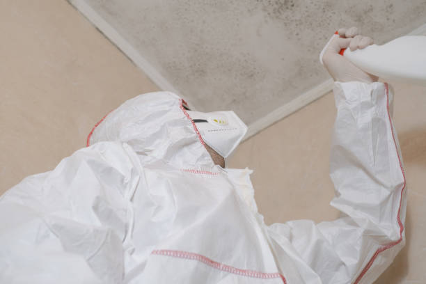 Best Toxic Mold Removal  in Indian Head Park, IL