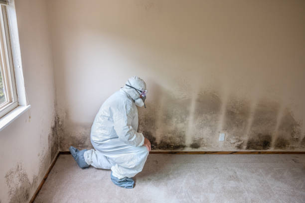 Attic Mold Removal in Indian Head Park, IL